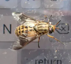 Colorado Deer Fly thumbnail 1