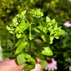 Petty Spurge thumbnail 3