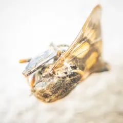 Common Thick-leg Fly thumbnail 2