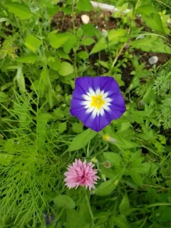 Dwarf Morning-glory thumbnail 1