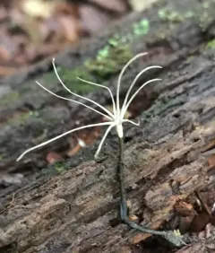 fairy sparklers thumbnail 3