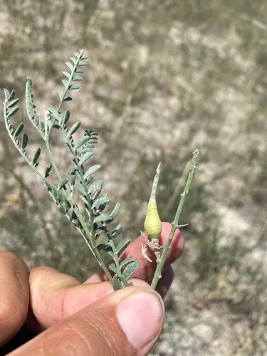 Silky Sophora