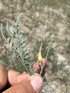 Silky Sophora thumbnail 1