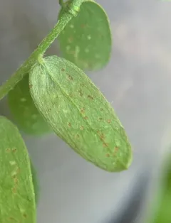 Phytoliriomyza viciae thumbnail 3