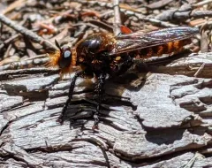 Laphria vultur thumbnail 1