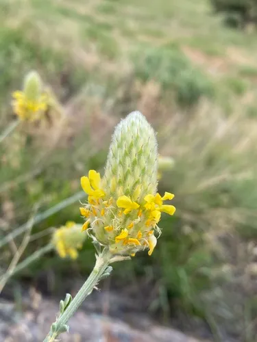 Golden Prairie Clover