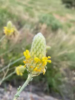 Golden Prairie Clover thumbnail 1