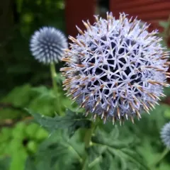 Blue Globe-thistle thumbnail 1