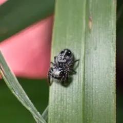 Marbled Purple Jumping Spider thumbnail 3