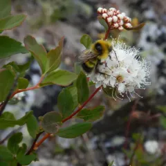 Heath Bumble Bee thumbnail 3