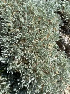 Silky Milkvetch thumbnail 1