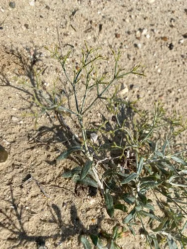 Spreading Buckwheat