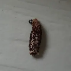 Siederia walshella thumbnail 2