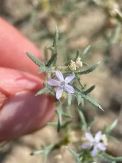 dwarf ipomopsis thumbnail 3
