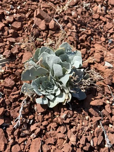 Double Bladderpod