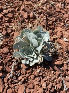 Double Bladderpod thumbnail 1