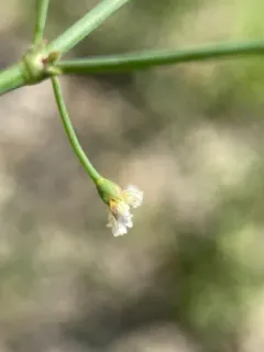 Nodding Buckwheat thumbnail 2