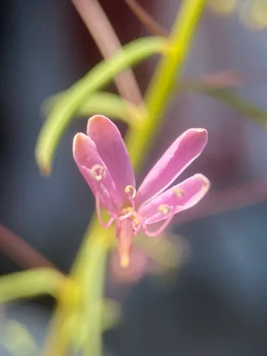 Slender Spiderflower