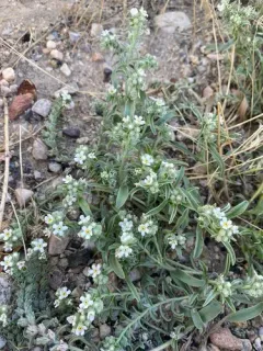 Bownut Cryptantha thumbnail 1