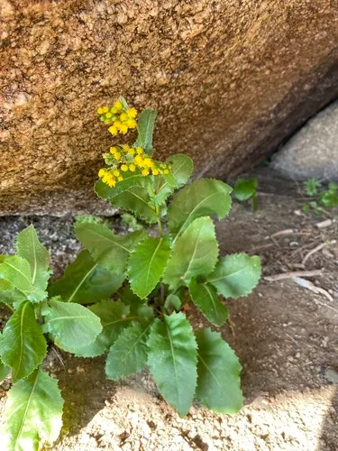 Openwoods Ragwort