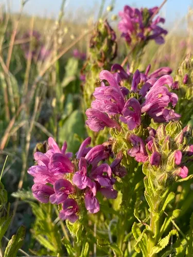 scalloped-leaved lousewort