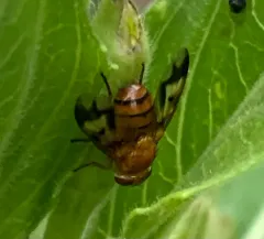 Oestrophasia calva thumbnail 3