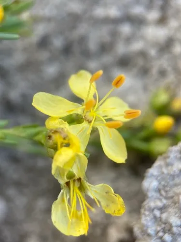 King's Flax