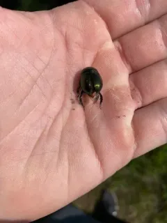 Semi-opaque Earth-boring Scarab Beetle thumbnail 3