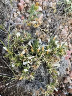 Beaver Rim Phlox thumbnail 1