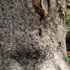 Meriellum proteus thumbnail 2