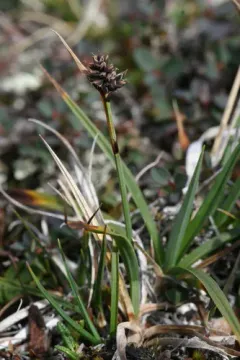 Norway sedge thumbnail 4