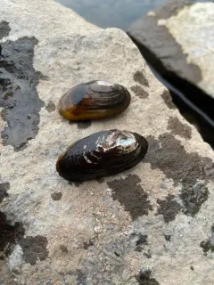 salamander mussel thumbnail 2