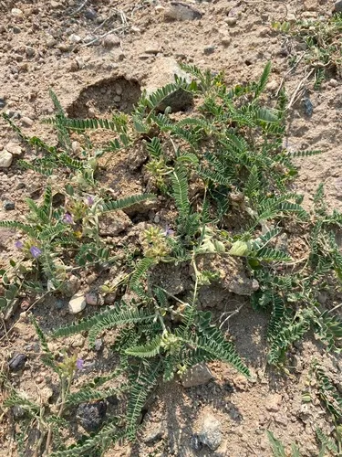 Tibet Milkvetch