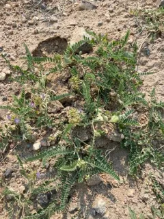 Tibet Milkvetch thumbnail 1