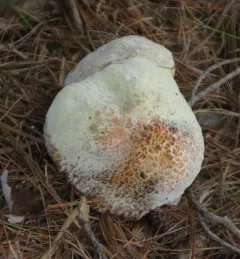 Hypomyces completus thumbnail 4