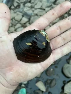 Higgins' Eye Pearly Mussel thumbnail 3
