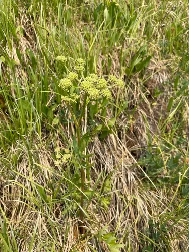 Small-leaf Angelica