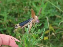 Entomophaga grylli thumbnail 3