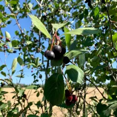 Black Hawthorn thumbnail 3