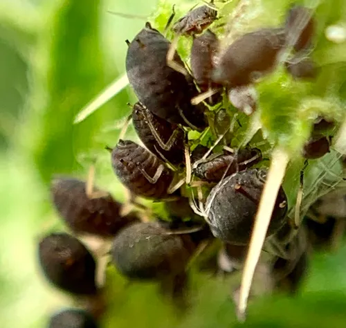 Black Bean Aphid