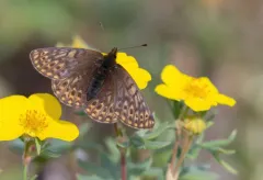 Beringian Fritillary thumbnail 4