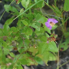 Virginia meadowbeauty thumbnail 4