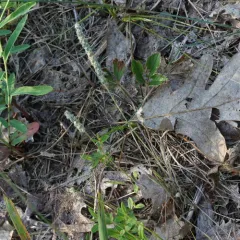 Woolly Plantain thumbnail 3