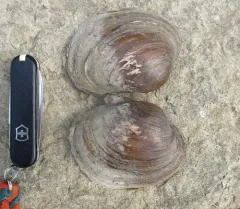 Higgins' Eye Pearly Mussel thumbnail 4