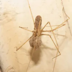 Manuel's Cellar Spider thumbnail 3
