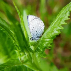 Anna's Blue thumbnail 3