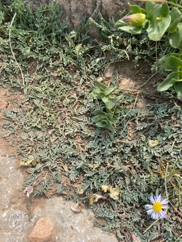 Shultz's Milkvetch