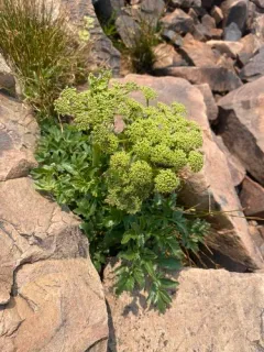 Rose Angelica thumbnail 1