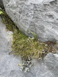 Blackroot Sedge thumbnail 2