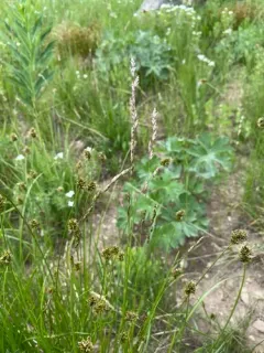 purple onion grass thumbnail 1
